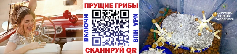 omg   Сосновый Бор  Галлюциногенные грибы Magic Shrooms 
