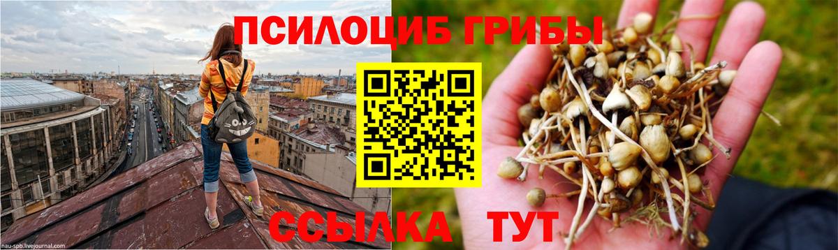 Псилоцибиновые грибы Psilocybine cubensis  Вход с VPN  Сосновый Бор 